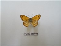 藏品(蛇目蝶科)的圖片